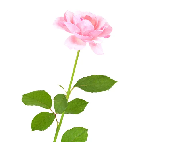 Stock image Pink rose