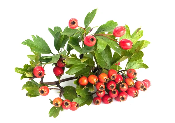 stock image Hawthorn