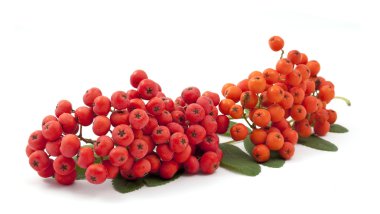 Bunch ofred rowan clipart