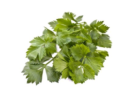 Leaves of celery clipart