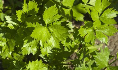 Leaves celery clipart