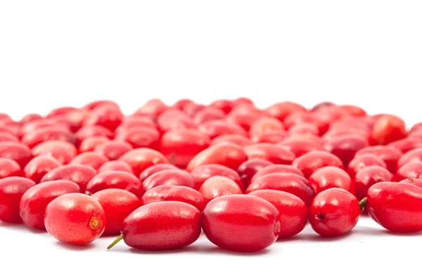 Red cornel — Stock Photo, Image
