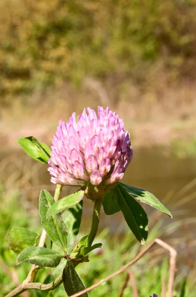 Clover flower — Stock Photo, Image