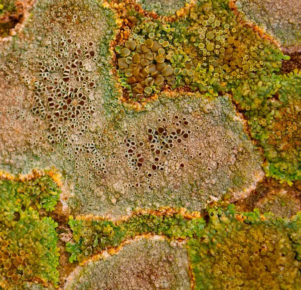 Lichen — Stock Photo, Image