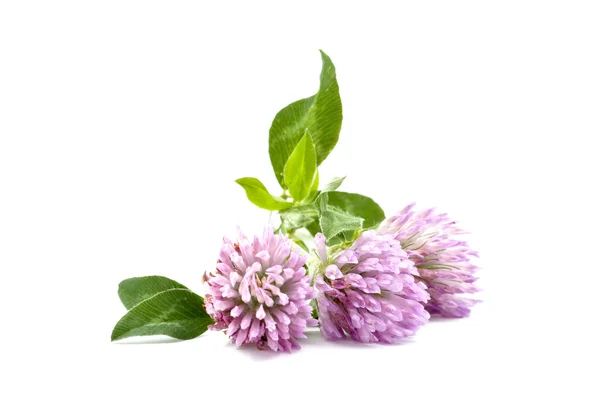 stock image Clover