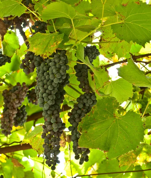Grappoli d'uva — Foto Stock