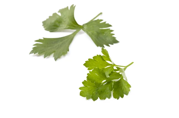 Leaves of parsley and celery — Stock Photo, Image