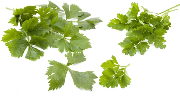 Listy petržele a celeru — Stock fotografie