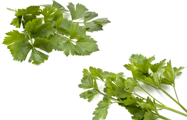 Leaves of parsley and celery — Stock Photo, Image