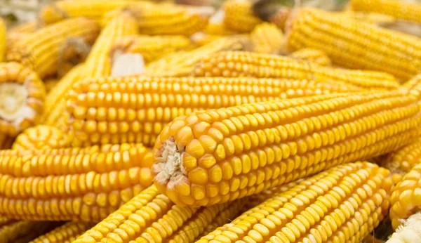 Arany kukorica — Stock Fotó