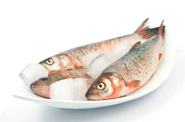 Zmrazené ryby — Stock fotografie