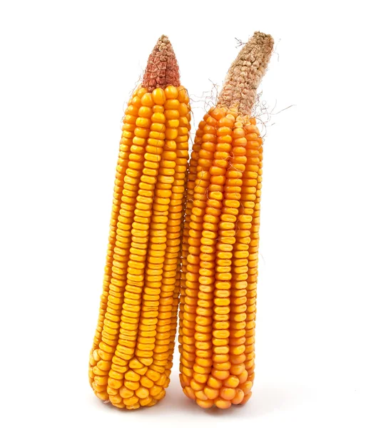 Жовта кукурудза — стокове фото