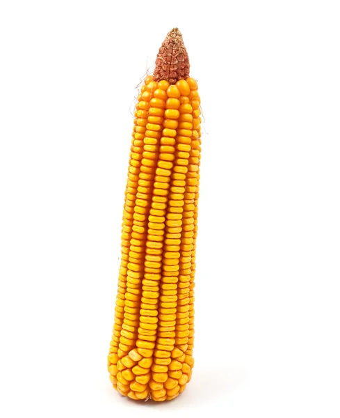 Sárga kukorica — Stock Fotó