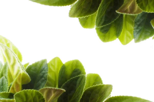 Fioletowe liście zielone tło — Zdjęcie stockowe