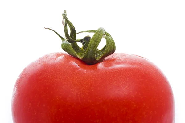 Tomateiro — Fotografia de Stock