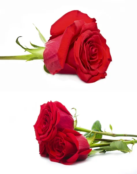 Roses isolated — Stock Photo, Image