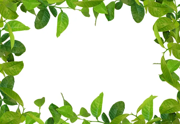 Grüne Blätter Rahmen — Stockfoto