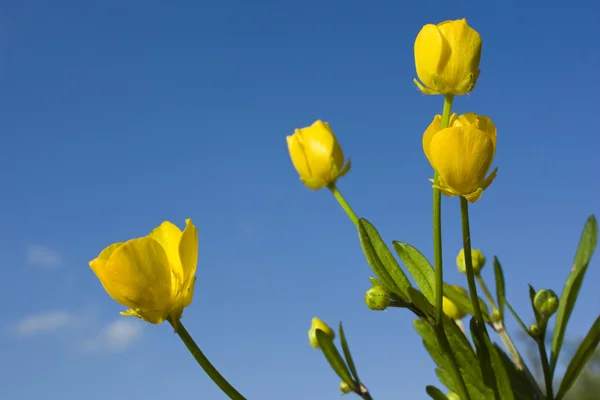 stock image Yellow field flowers