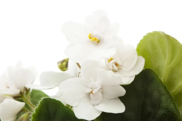 Young white violet — Stock Photo, Image