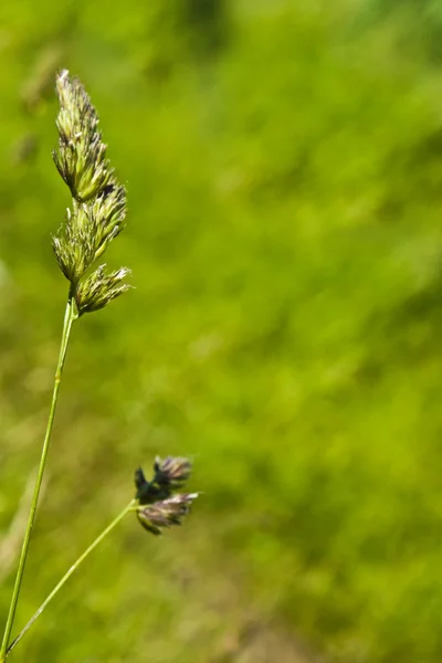 stock image Field grass