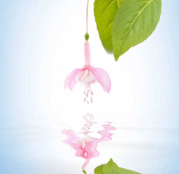 Beautiful fuchsia flower — Stock Photo, Image