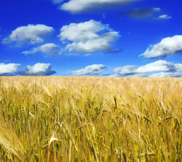 小麦と空 — ストック写真