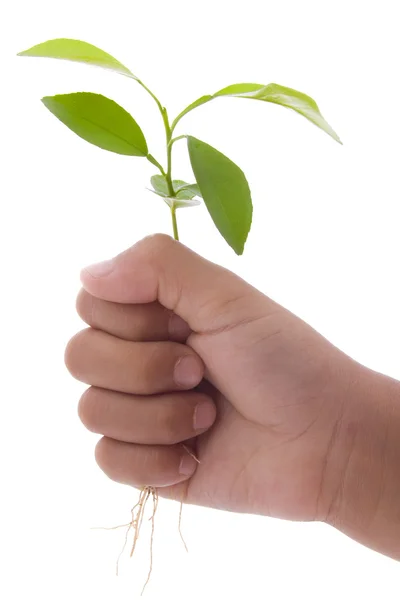 Planta em uma mão — Fotografia de Stock