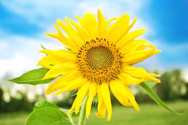 Sunflower clipart