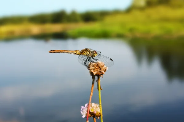 stock image Dragonfly