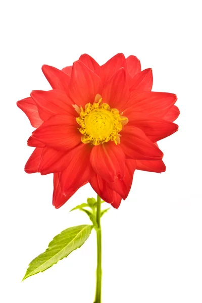 Röd blomma — Stockfoto