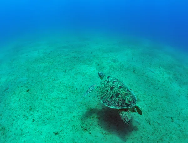 Yeşil deniz kaplumbağası (Chelonia mydas) — Stok fotoğraf