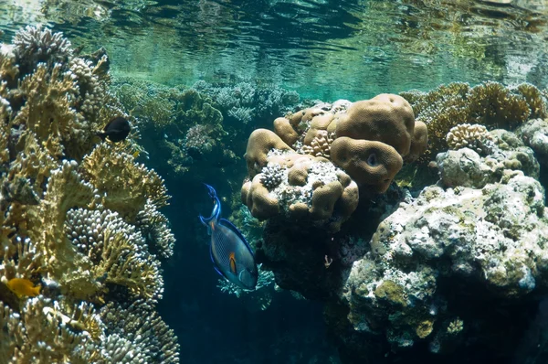 Recifes de coral e peixes tropicais — Fotografia de Stock