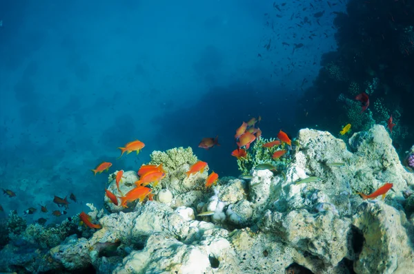 Коралловый риф и тропические рыбы — стоковое фото