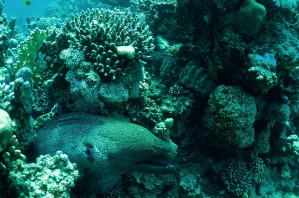 Moray eel in reef — Stock Photo, Image