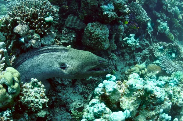 サンゴ礁のウツボ — ストック写真