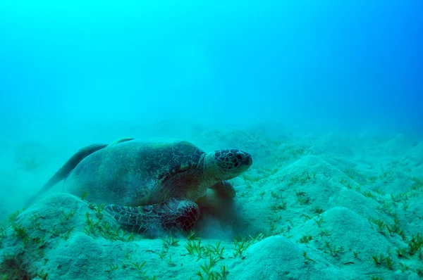 Морская зелёная черепаха — стоковое фото
