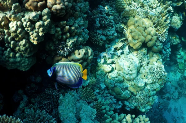 Coral y pescado —  Fotos de Stock