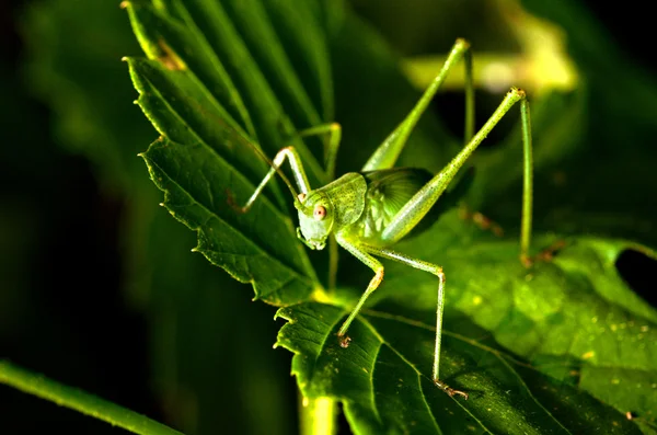 Gräshoppa på ett löv — Stockfoto