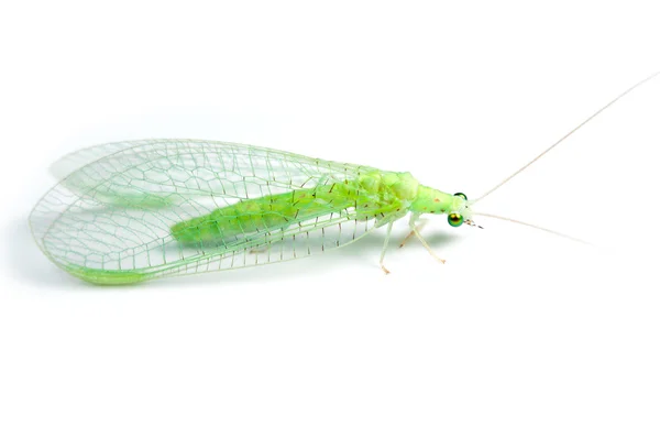 Pequeno mosquito verde — Fotografia de Stock