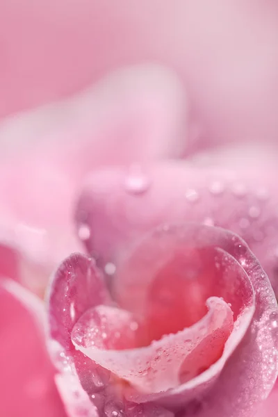 Розовый цветок с росой — стоковое фото