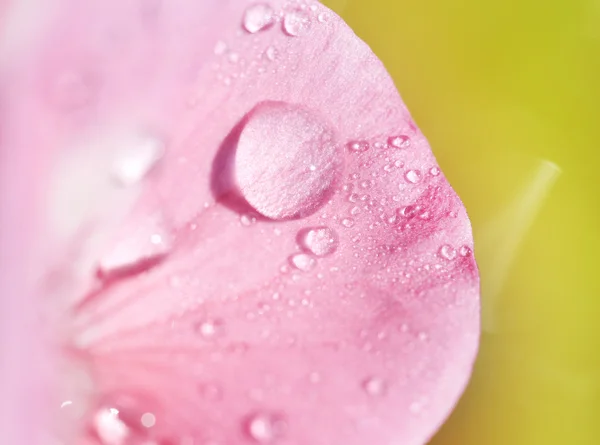 Petalo rosa con rugiada — Foto Stock