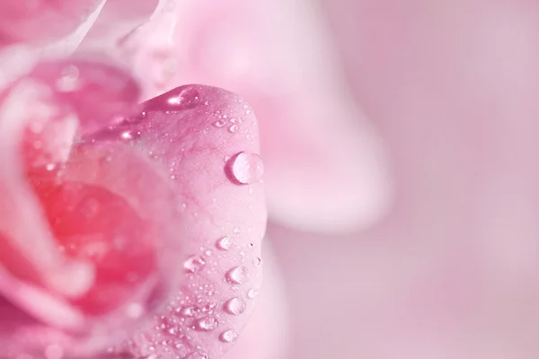 Розовый цветок с капельками воды — стоковое фото