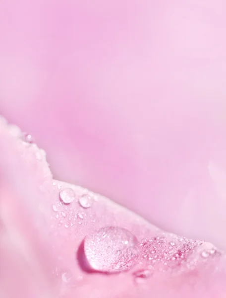 Розовый лепесток с росой — стоковое фото