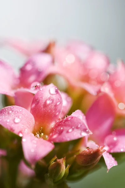 Gotas de água nas flores rosa — Fotografia de Stock