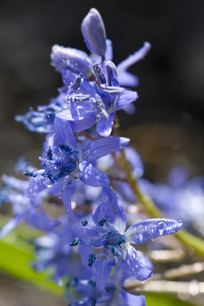 Blumen mit Wassertropfen — Stockfoto