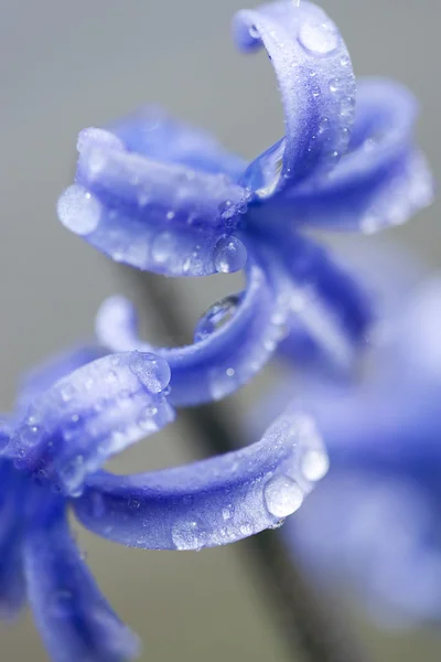 Hyacint rosou — Stock fotografie