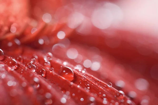 Красная роса — стоковое фото