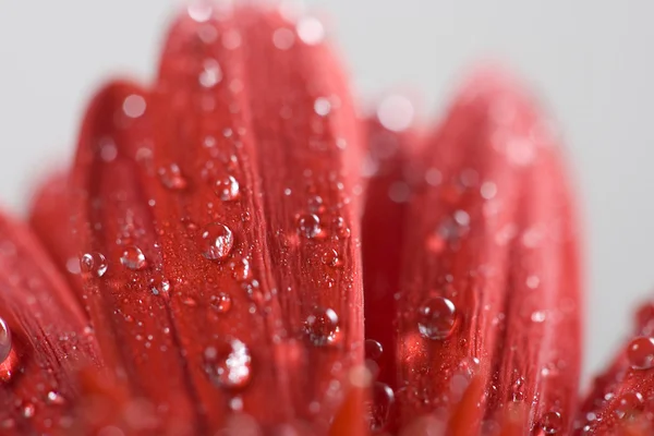 Červená gerbera rosou — Stock fotografie