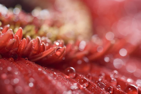 Красные мокрые лепестки — стоковое фото