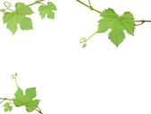 a zöld szőlő levelek, a fehér háttér